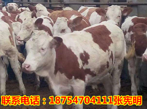 最新肉牛价格趋势分析，聚焦2017年的观察点