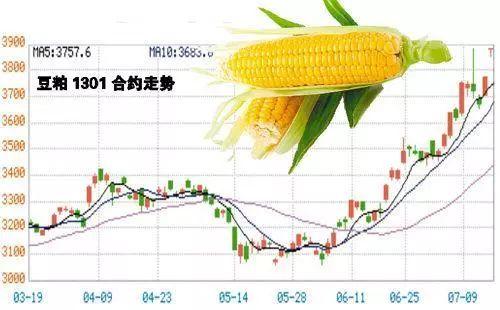 最新肉牛价格行情解析