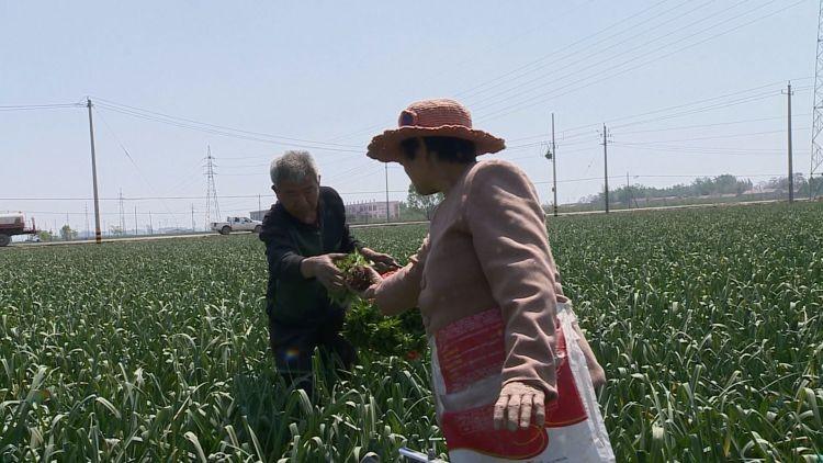 菏泽大蒜价格行情最新分析