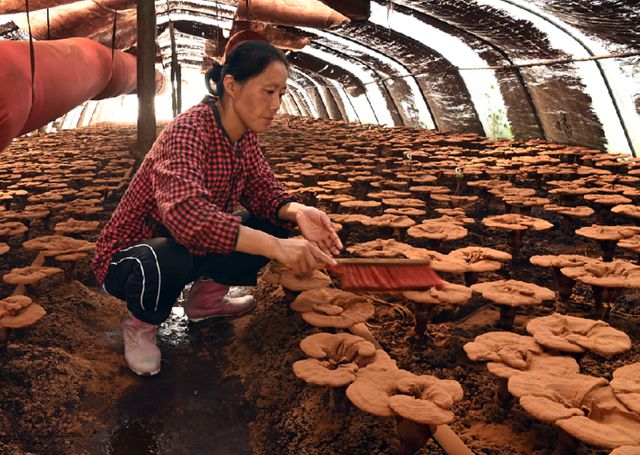 大阳岔镇未来繁荣蓝图，最新发展规划揭秘