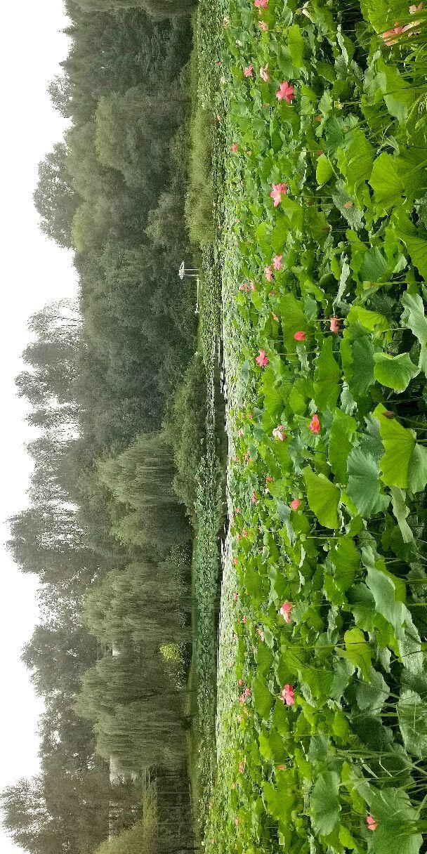 沈阳市植物园景区最新动态报道